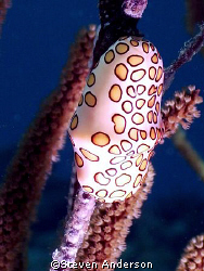 Flamingo Tongues were everywhere while diving on Palancar... by Steven Anderson 